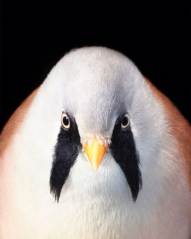 Bearded Reedling