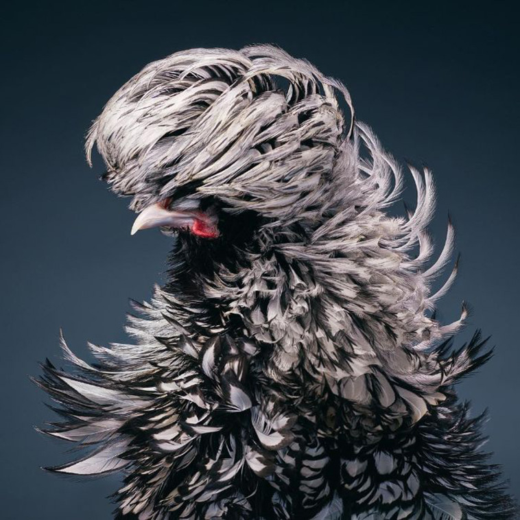 Silver-Laced Wyandotte