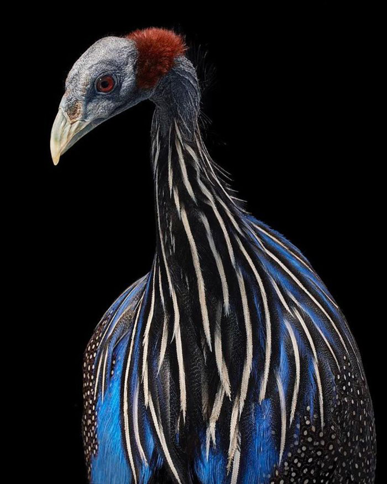 Vulturine Guineafowl endangered birds tim flach