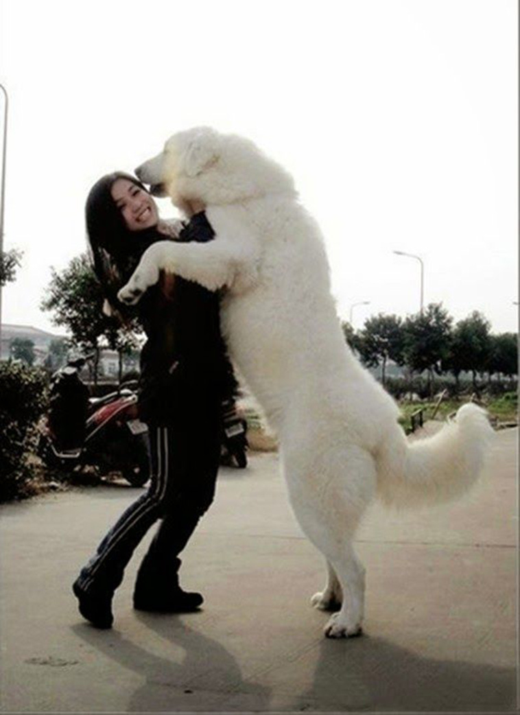 kuvasz