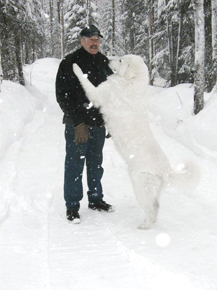 kuvasz