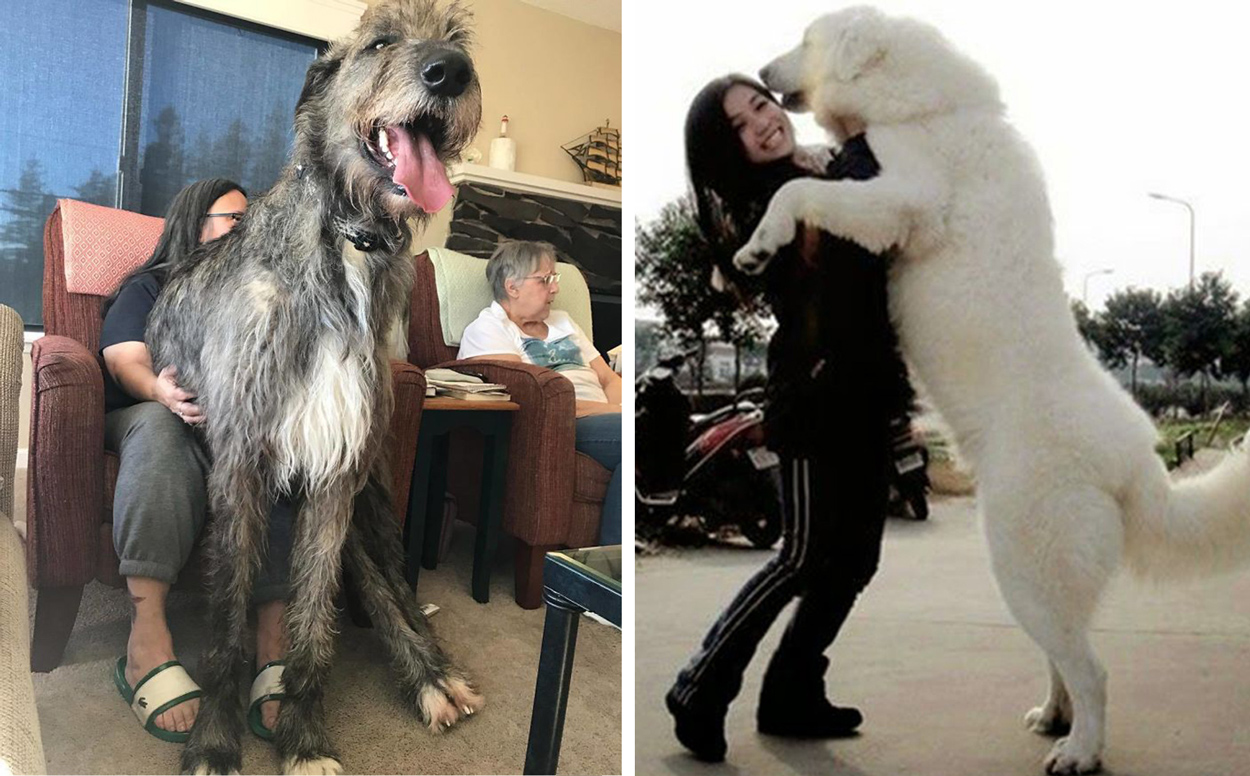 10+ Of The World's Largest Dog Breeds