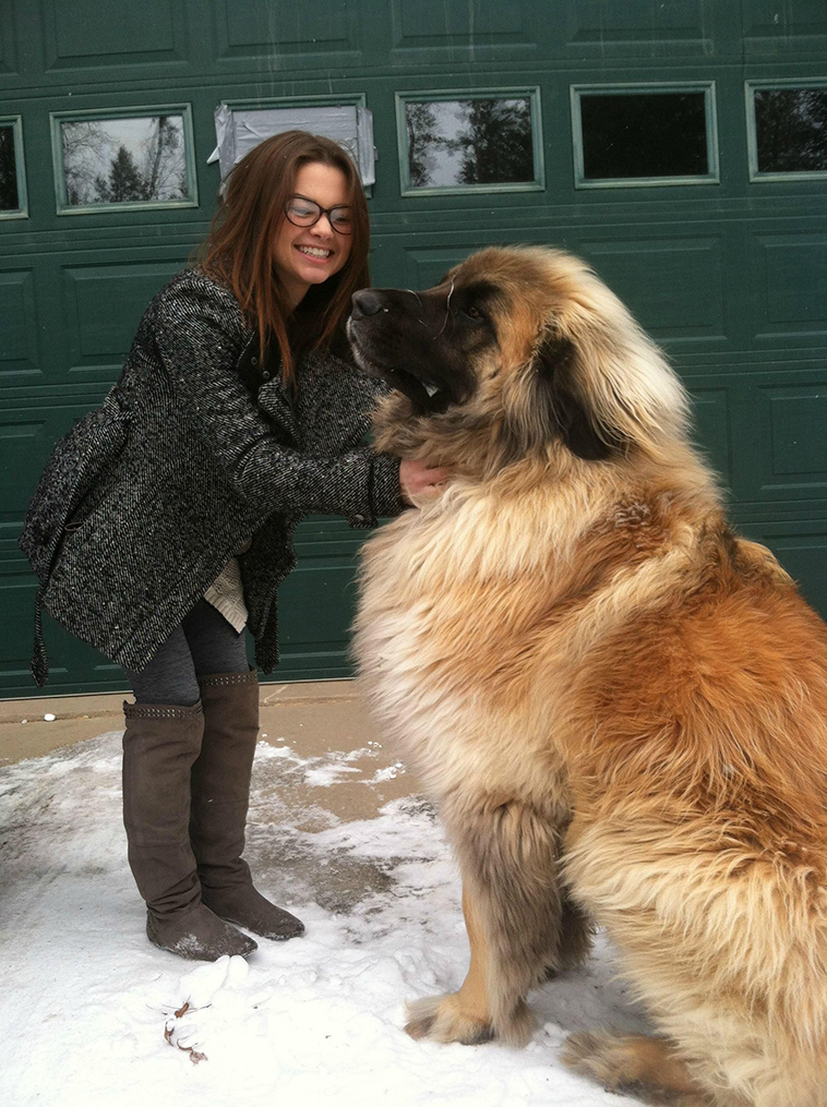 leonberger largest dog breeds
