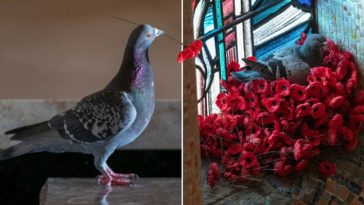 Pigeon Builds A Nest After Stealing Poppies
