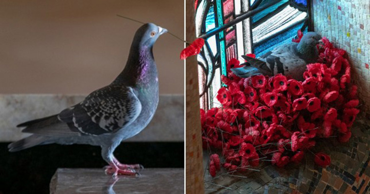 Pigeon Builds A Nest After Stealing Poppies