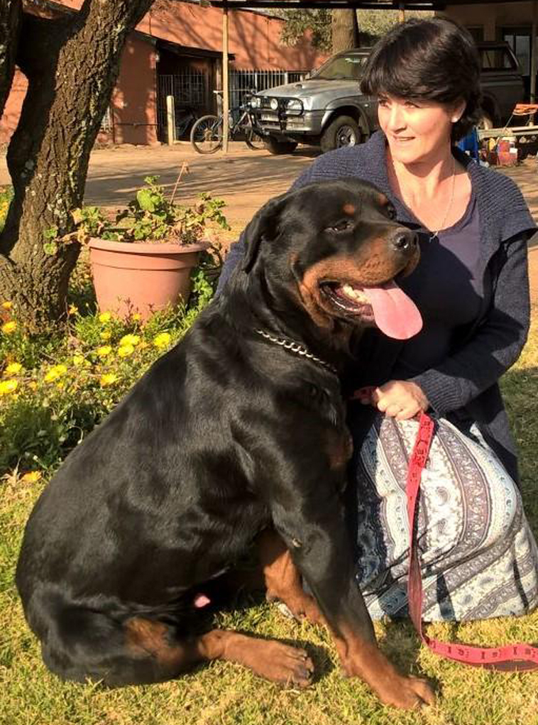 rottweiler