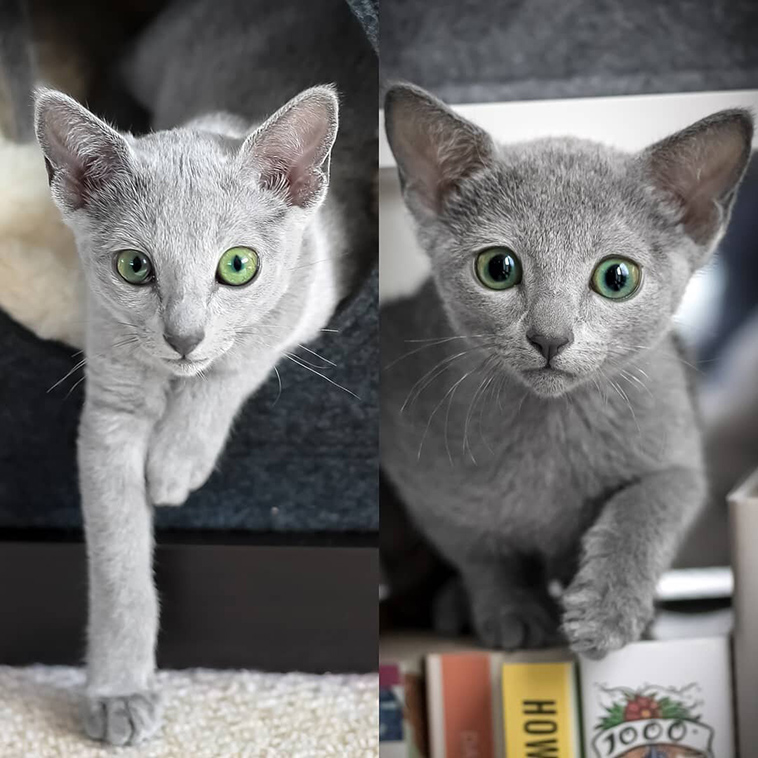 russian blue cat with mesmerizing green eyes