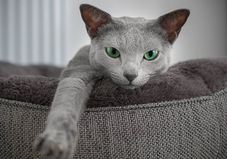 russian blue cat with mesmerizing green eyes