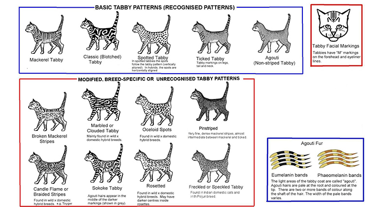 tabby types patterns