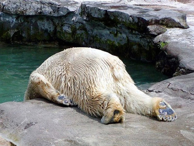 hungover animals