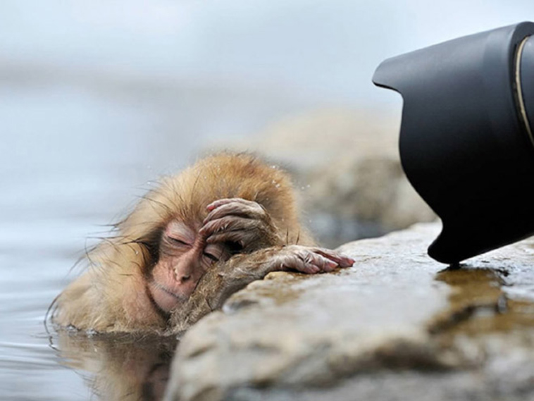 hungover animals