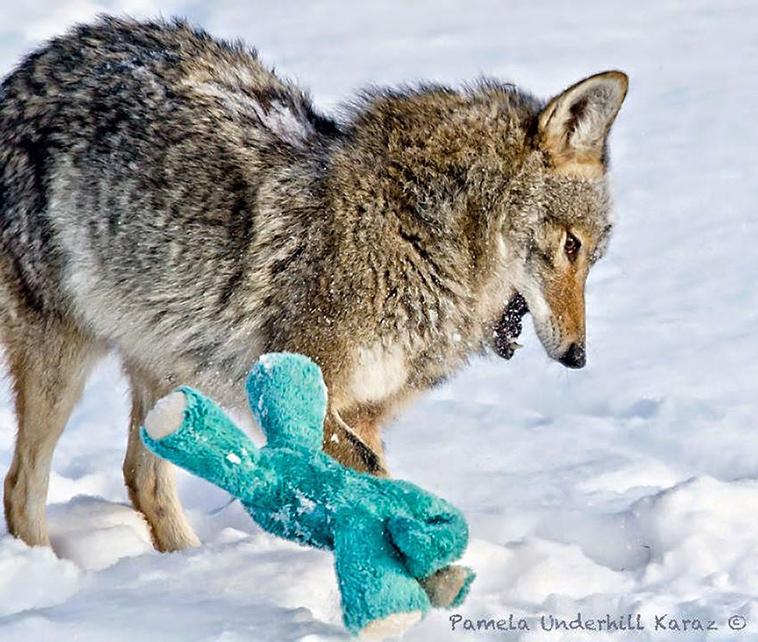 wild coyote playing dog toy