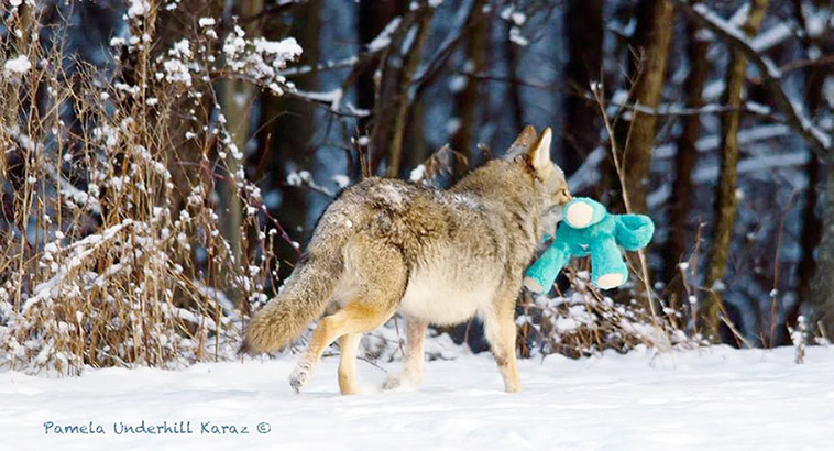 wild coyote playing dog toy