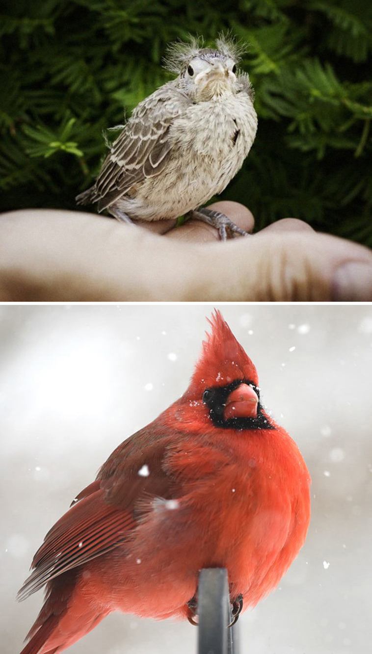 Cardinal baby birds vs adults
