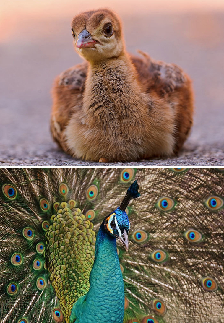 Peacock baby birds vs adults