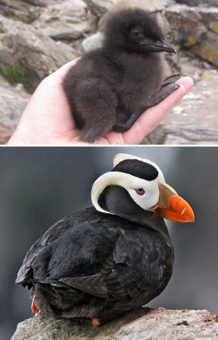 baby birds vs adults