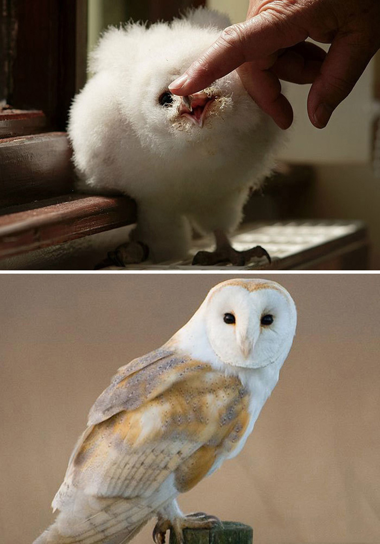Barn Owl baby birds vs adults