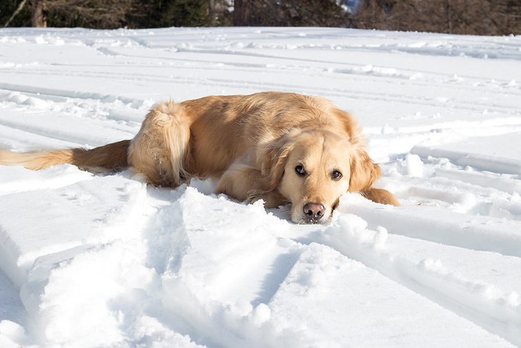 dog awaiting your approval