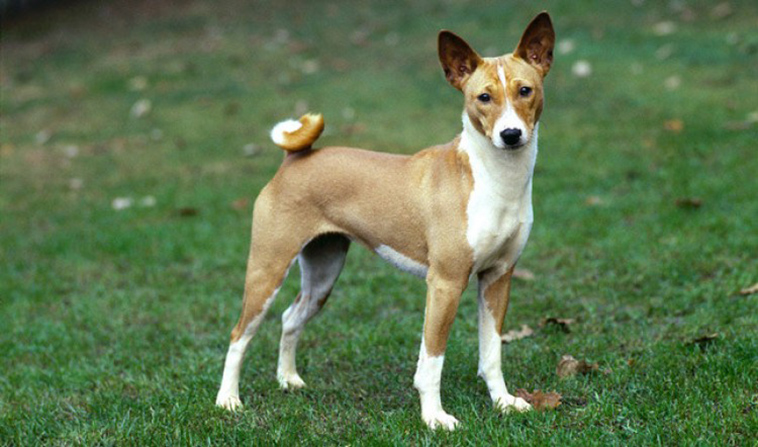 dog straight pointed tail and forward ears