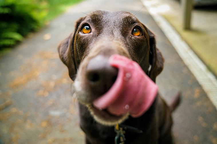 dog tongue out studying you