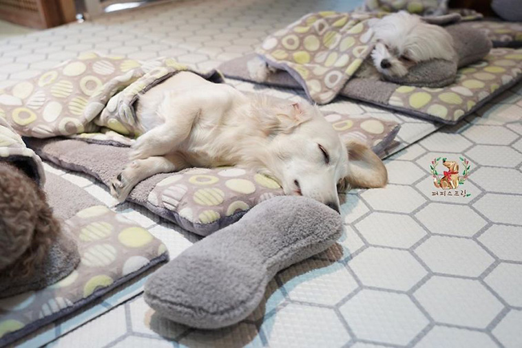 Sleeping Pups In A Puppy Daycare Center
