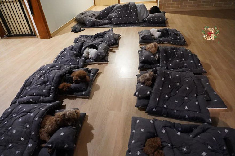 Sleeping Pups In A Puppy Daycare Center