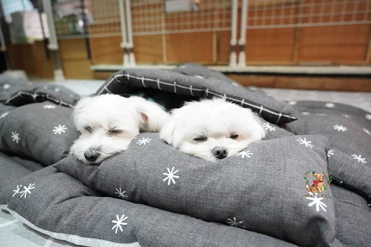 Sleeping Pups In A Puppy Daycare Center