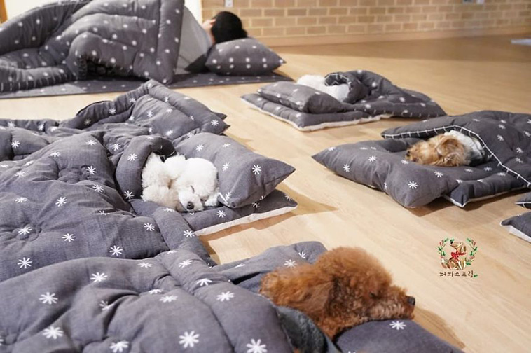 Sleeping Pups In A Puppy Daycare Center