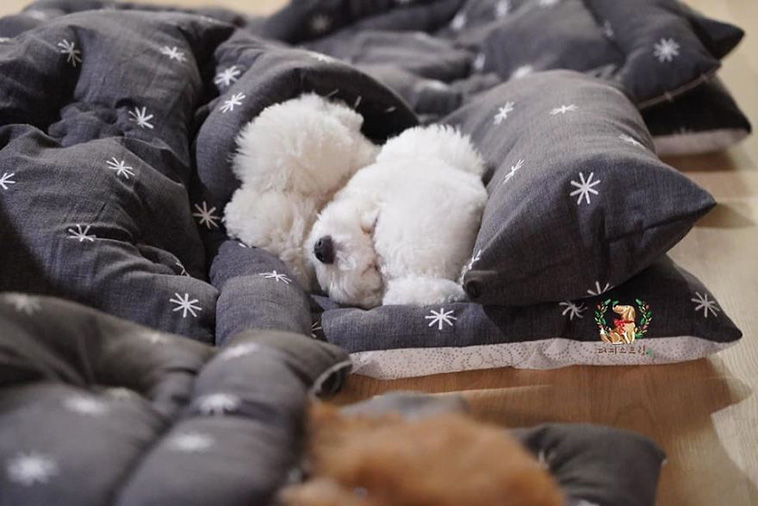 Sleeping Pups In A Puppy Daycare Center
