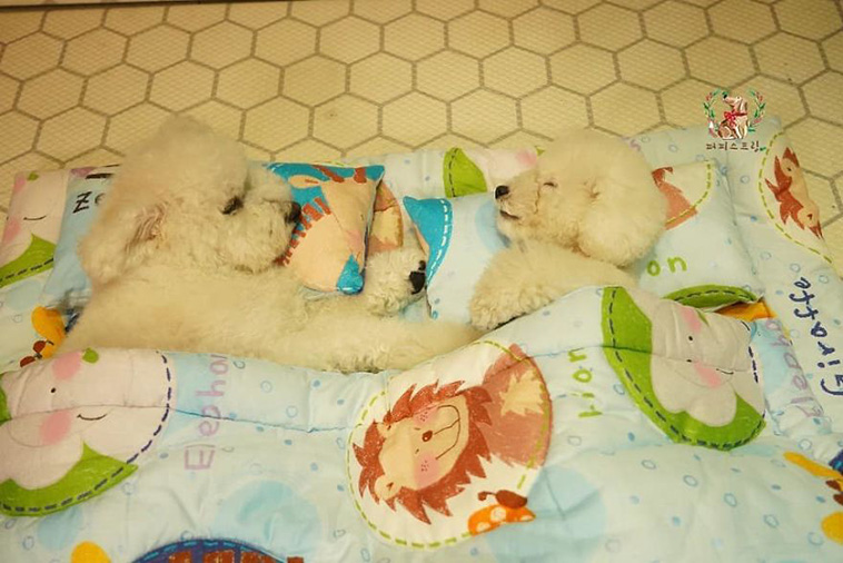 Sleeping Pups In A Puppy Daycare Center