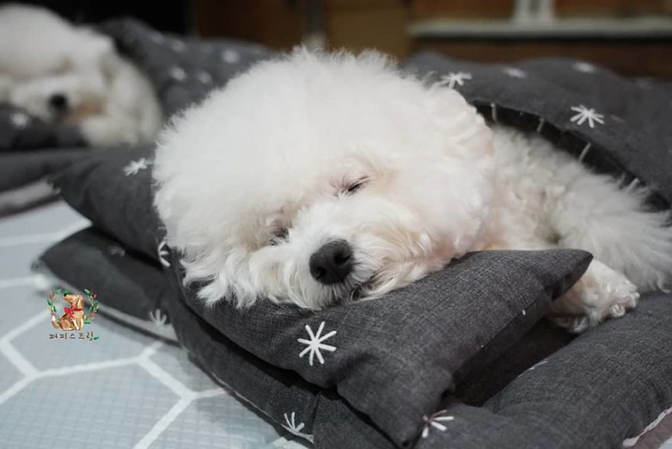 Sleeping Pups In A Puppy Daycare Center