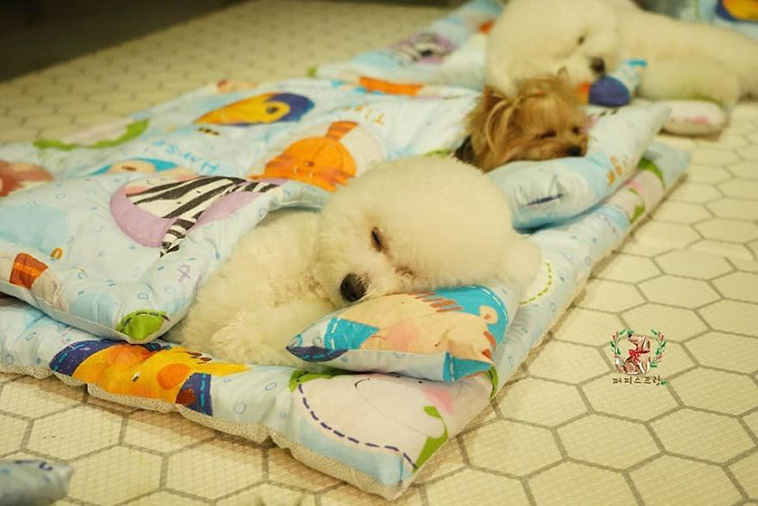 Sleeping Pups In A Puppy Daycare Center