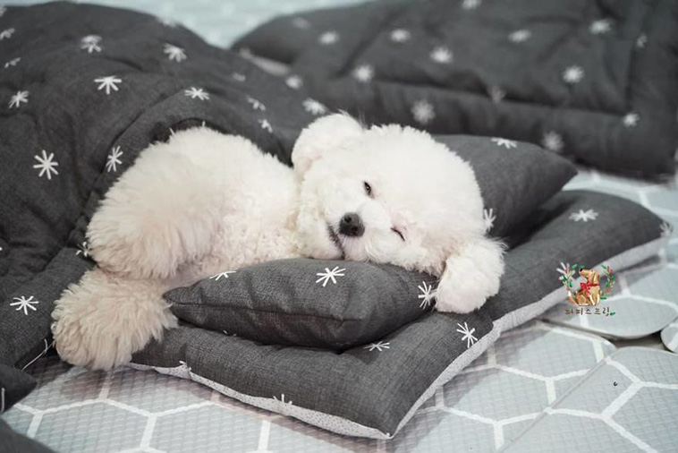 Sleeping Pups In A Puppy Daycare Center