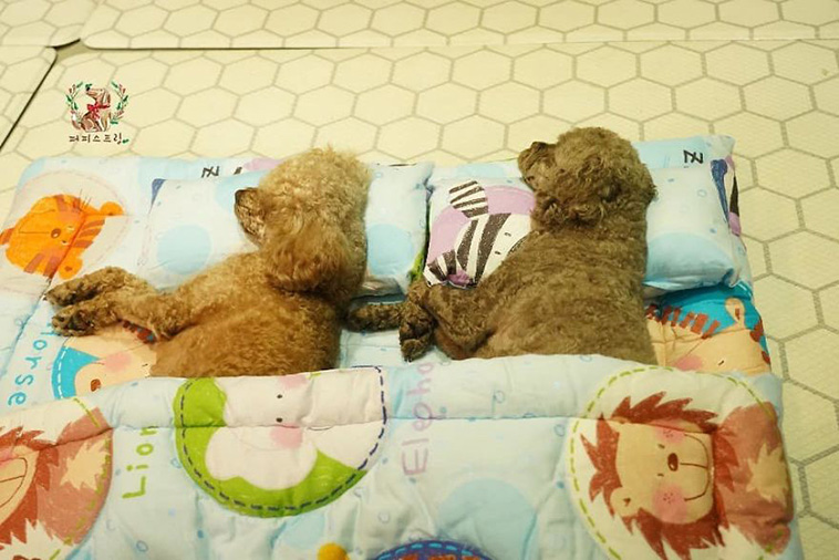 Sleeping Pups In A Puppy Daycare Center