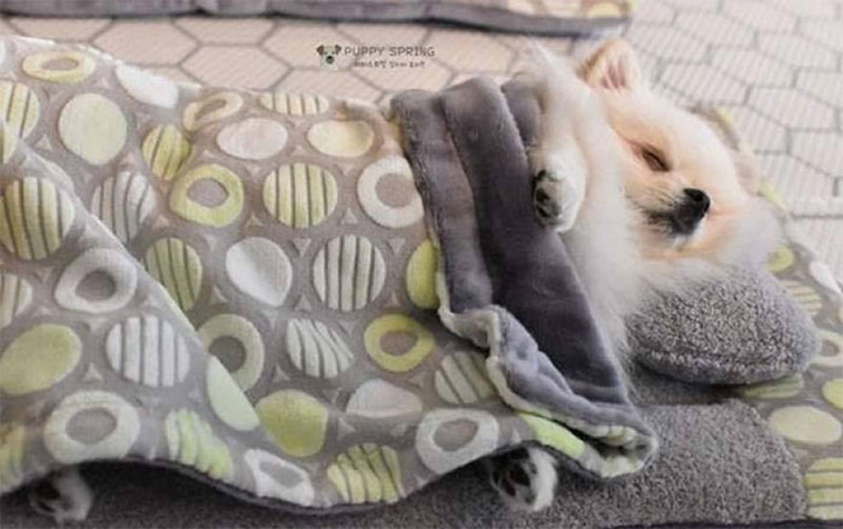 Sleeping Pups In A Puppy Daycare Center