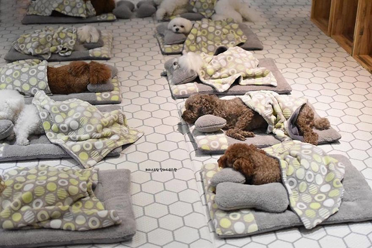 Sleeping Pups In A Puppy Daycare Center