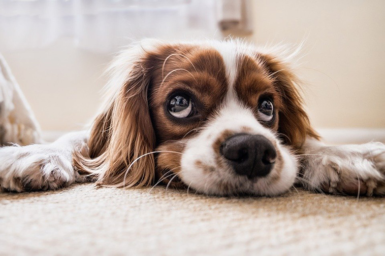 puppy dog eyes