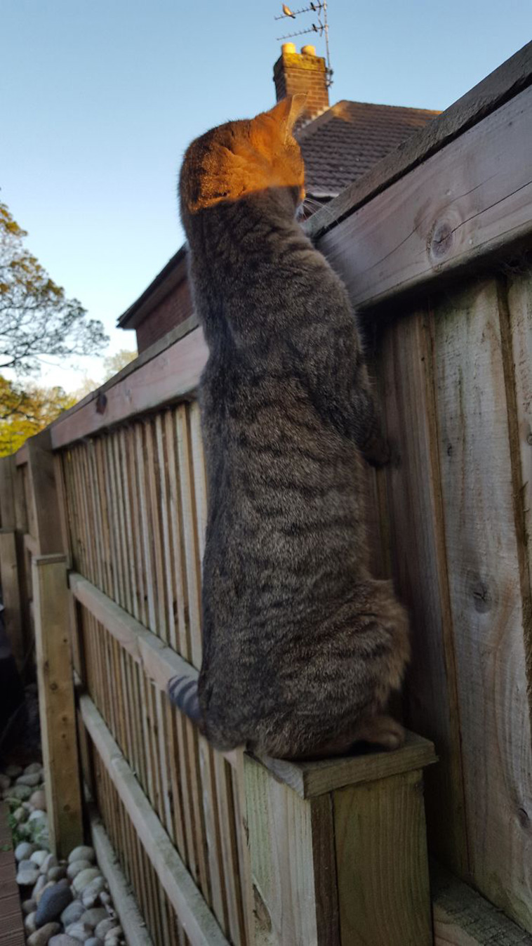 long cat