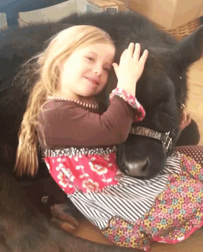 little girl cuddles cow