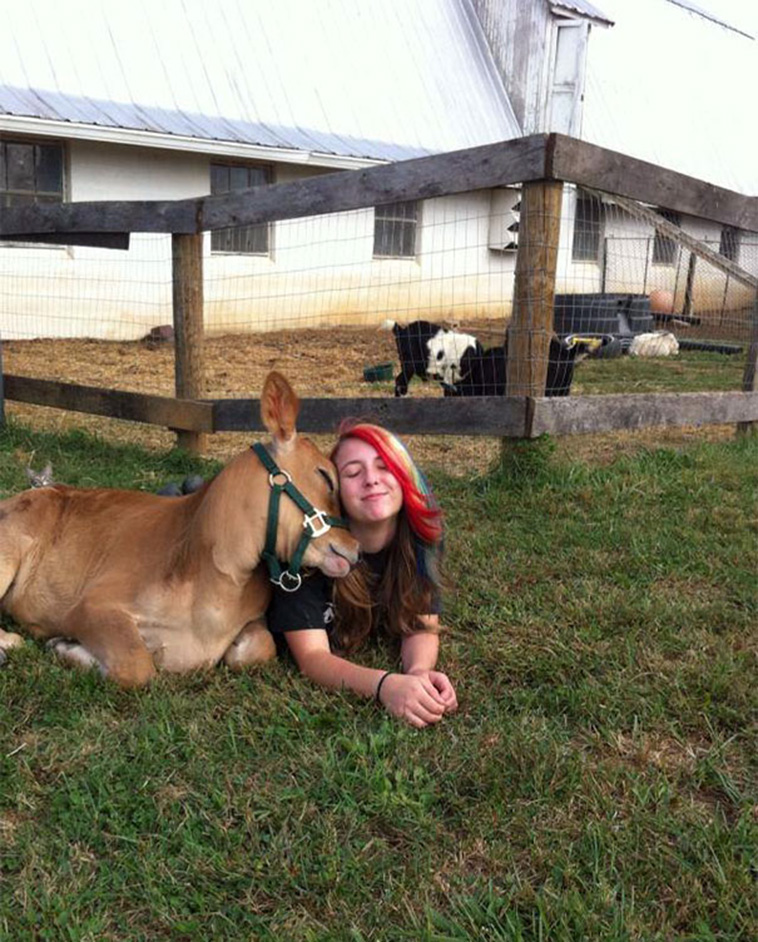 friendly cow