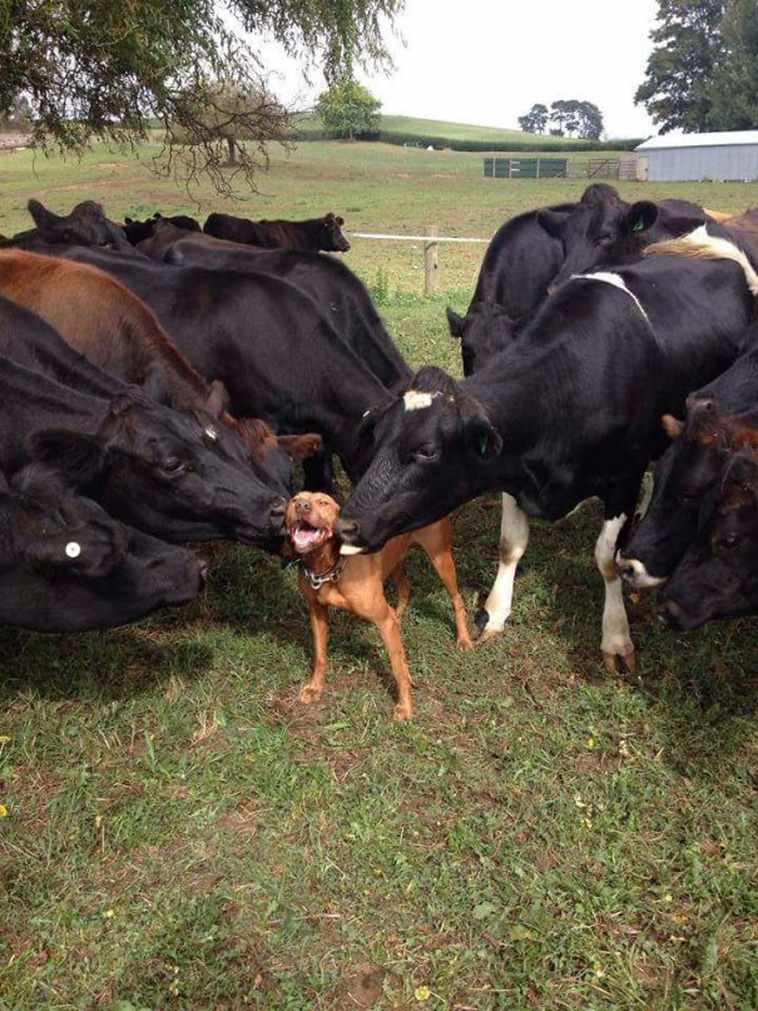dog between cows