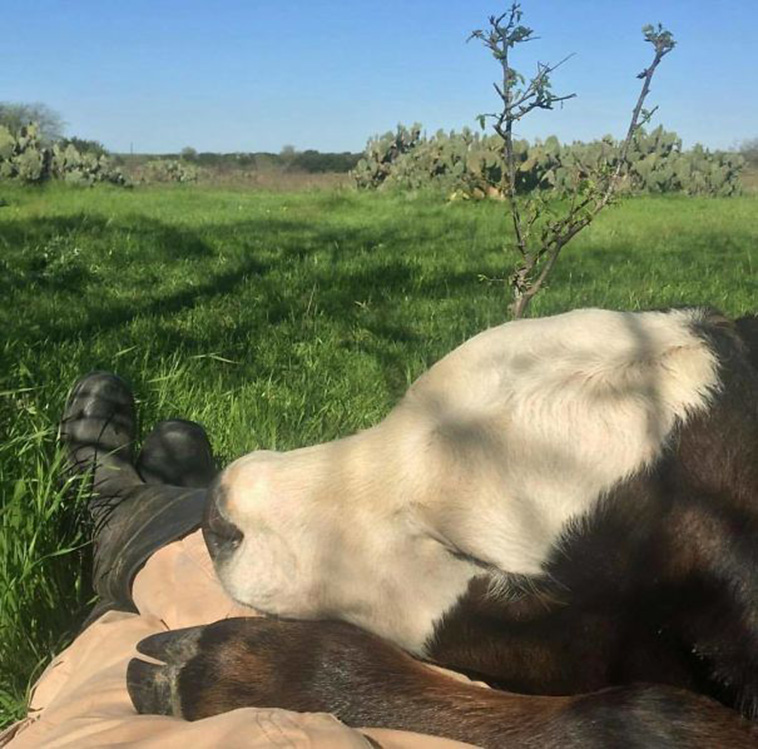 sleeping cow