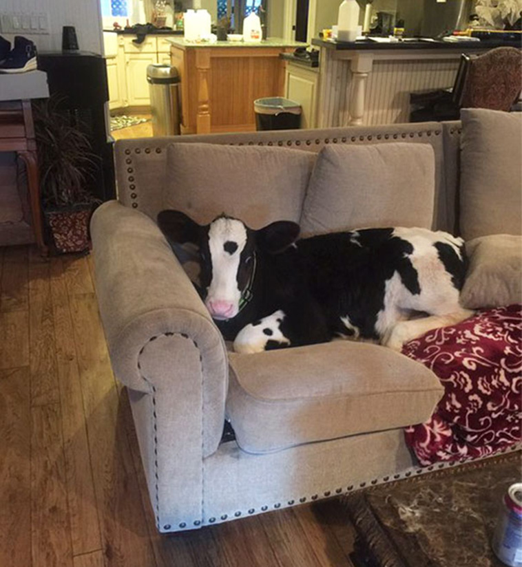 cow on the couch