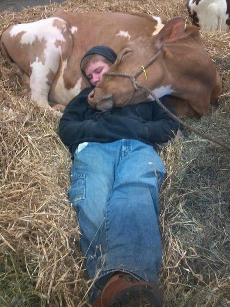 boy and cow sleeping