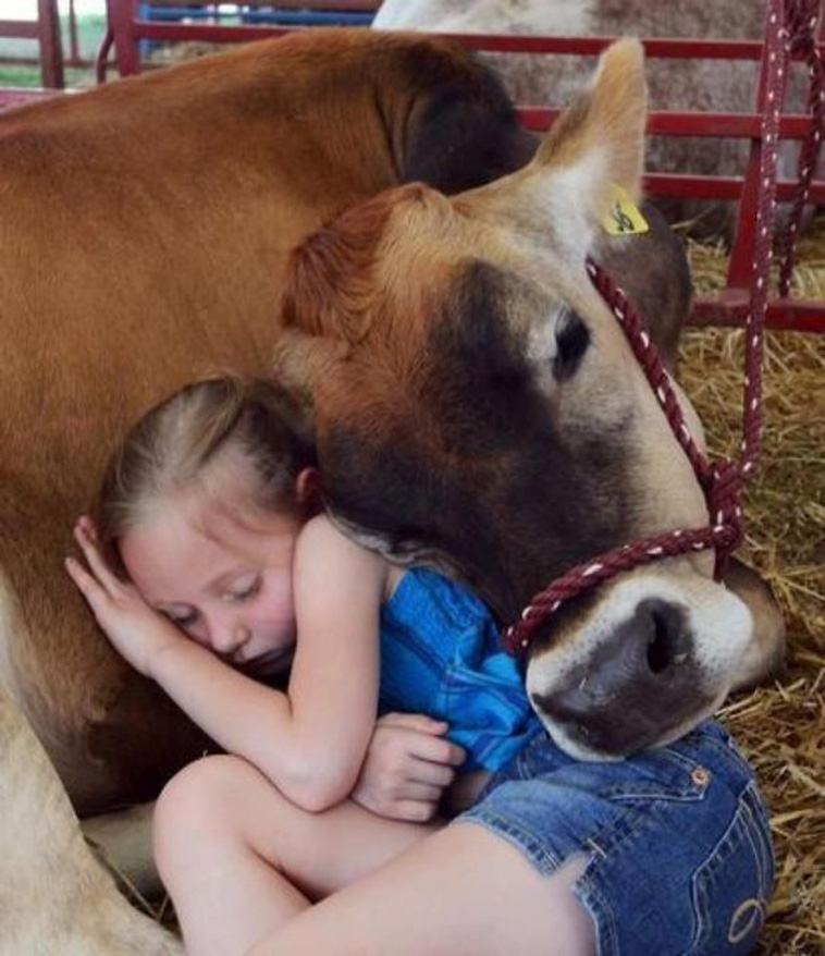 little girl sleeps with cow