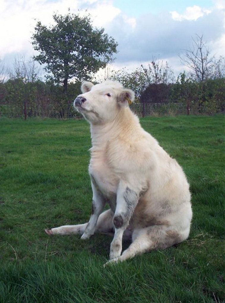 cow sitting