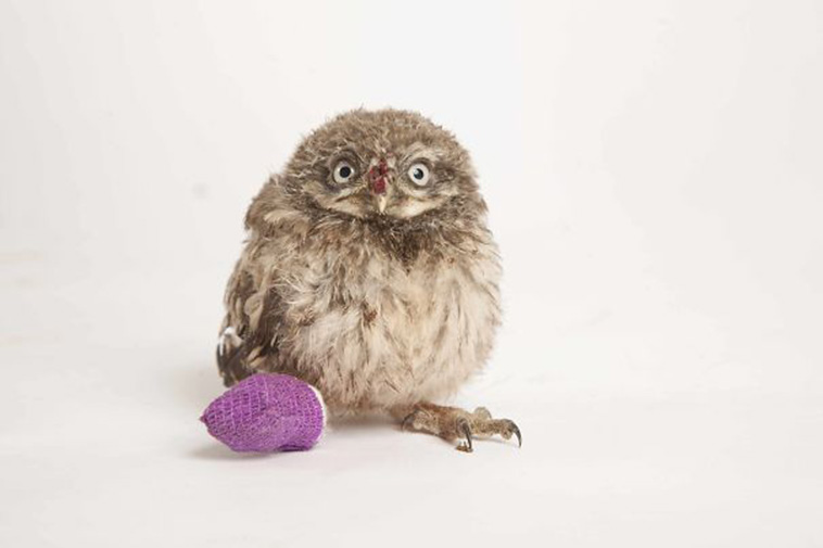 tiny owl in cast
