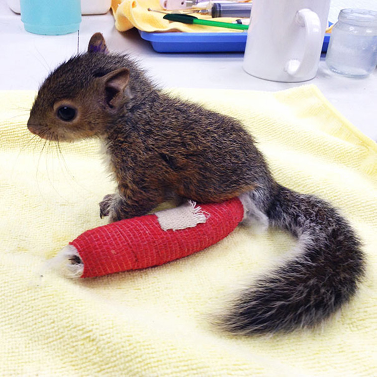 little squirrel in casts