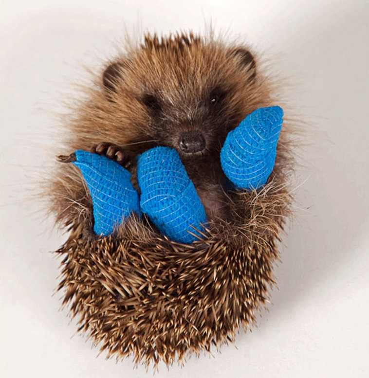 hedgehog in casts