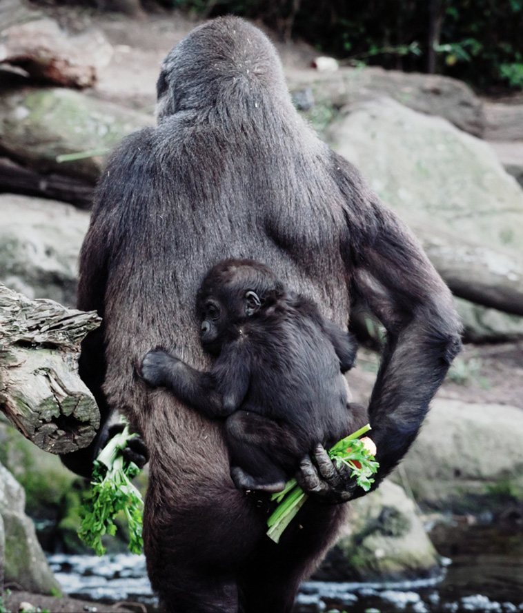 gorilla with her cub